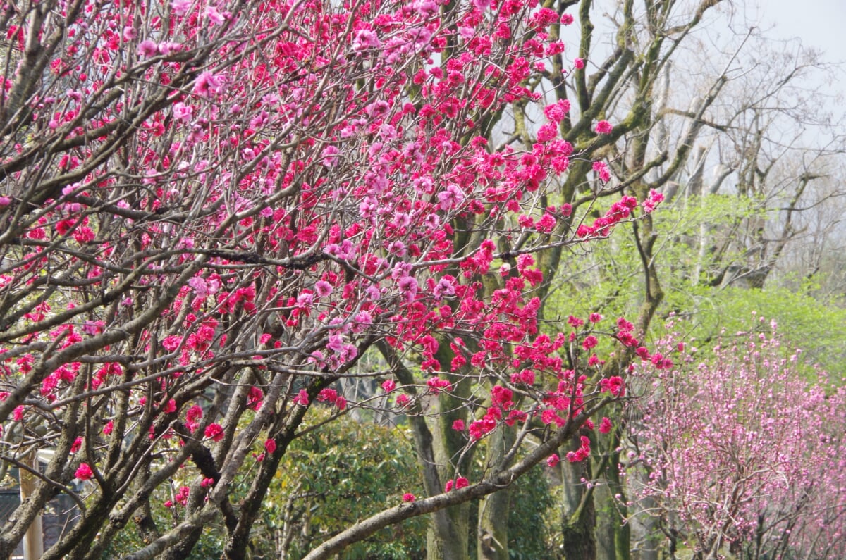 都立陵南公園の写真11