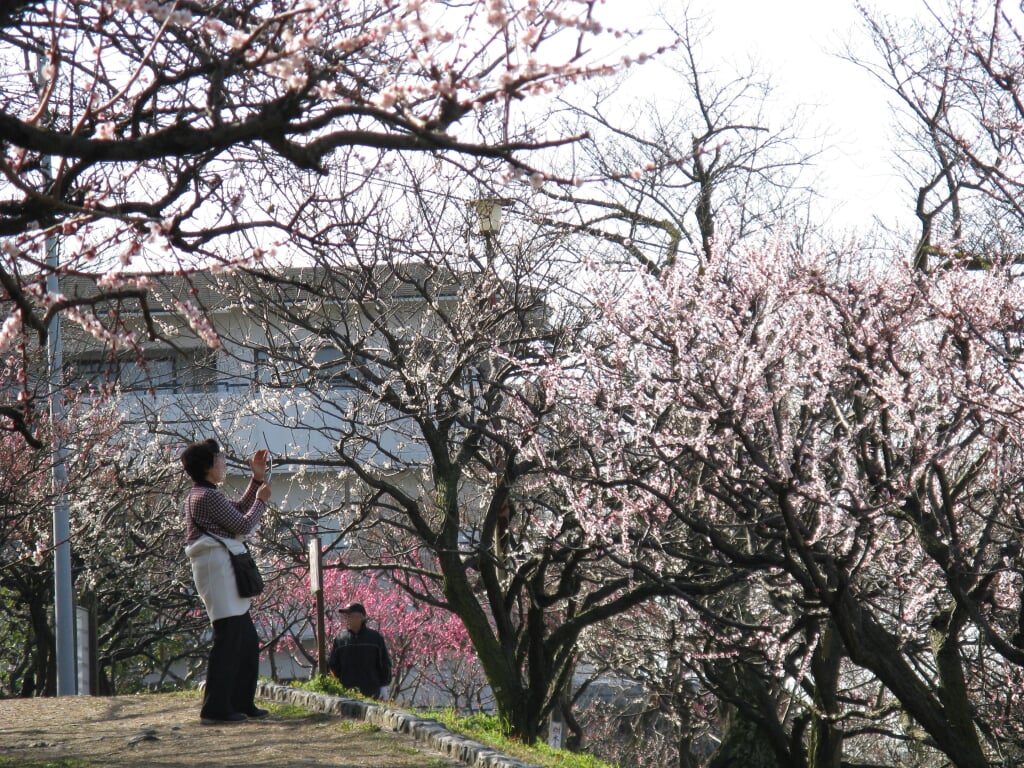 枚岡公園の写真5