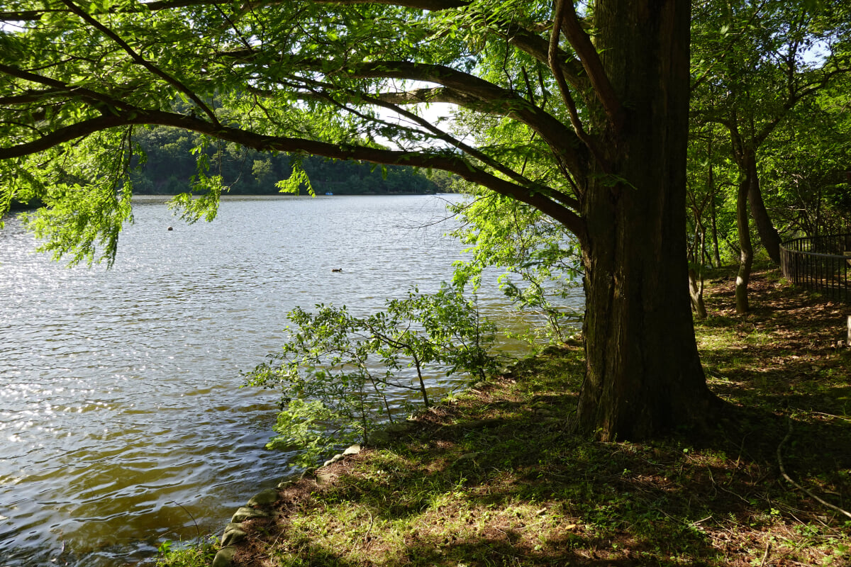 宝が池公園・子どもの楽園の写真7