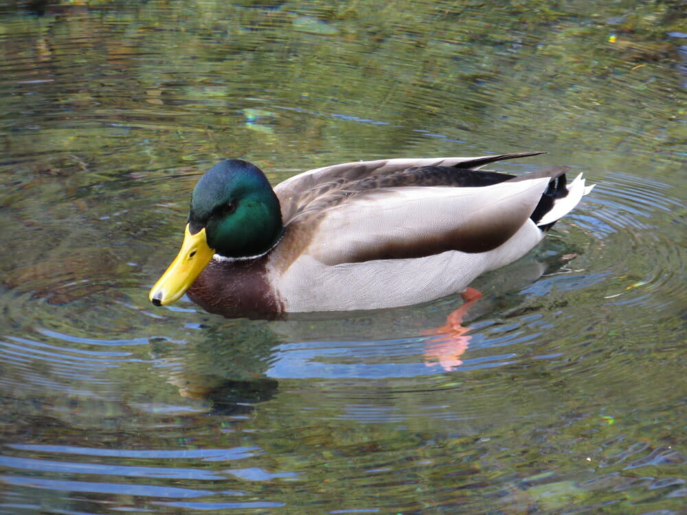 富士山本宮浅間大社の写真2