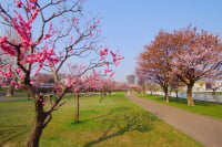 発寒河畔公園