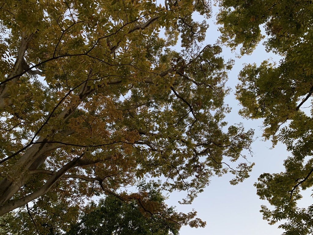 衾町公園の写真3