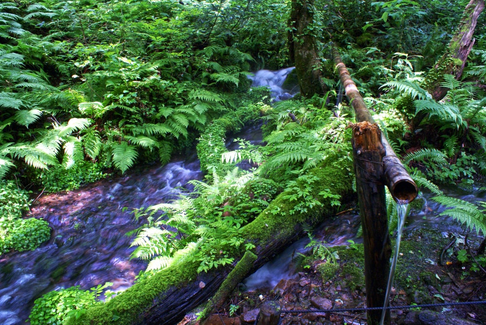 但馬高原植物園(たじま高原植物園)の写真2