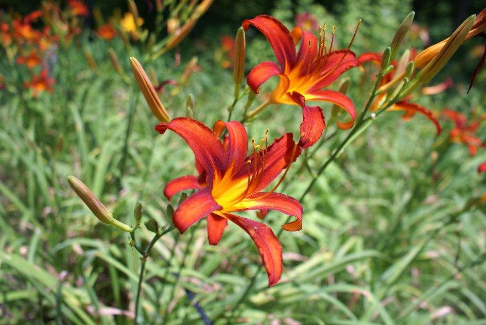但馬高原植物園(たじま高原植物園)の写真3
