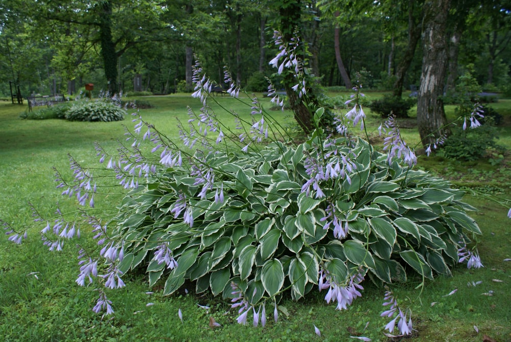 但馬高原植物園(たじま高原植物園)の写真6