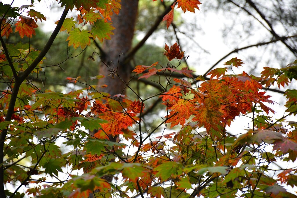宮沢賢治童話村の写真11