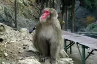 船越山モンキーパーク