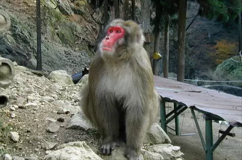 船越山モンキーパークの写真1