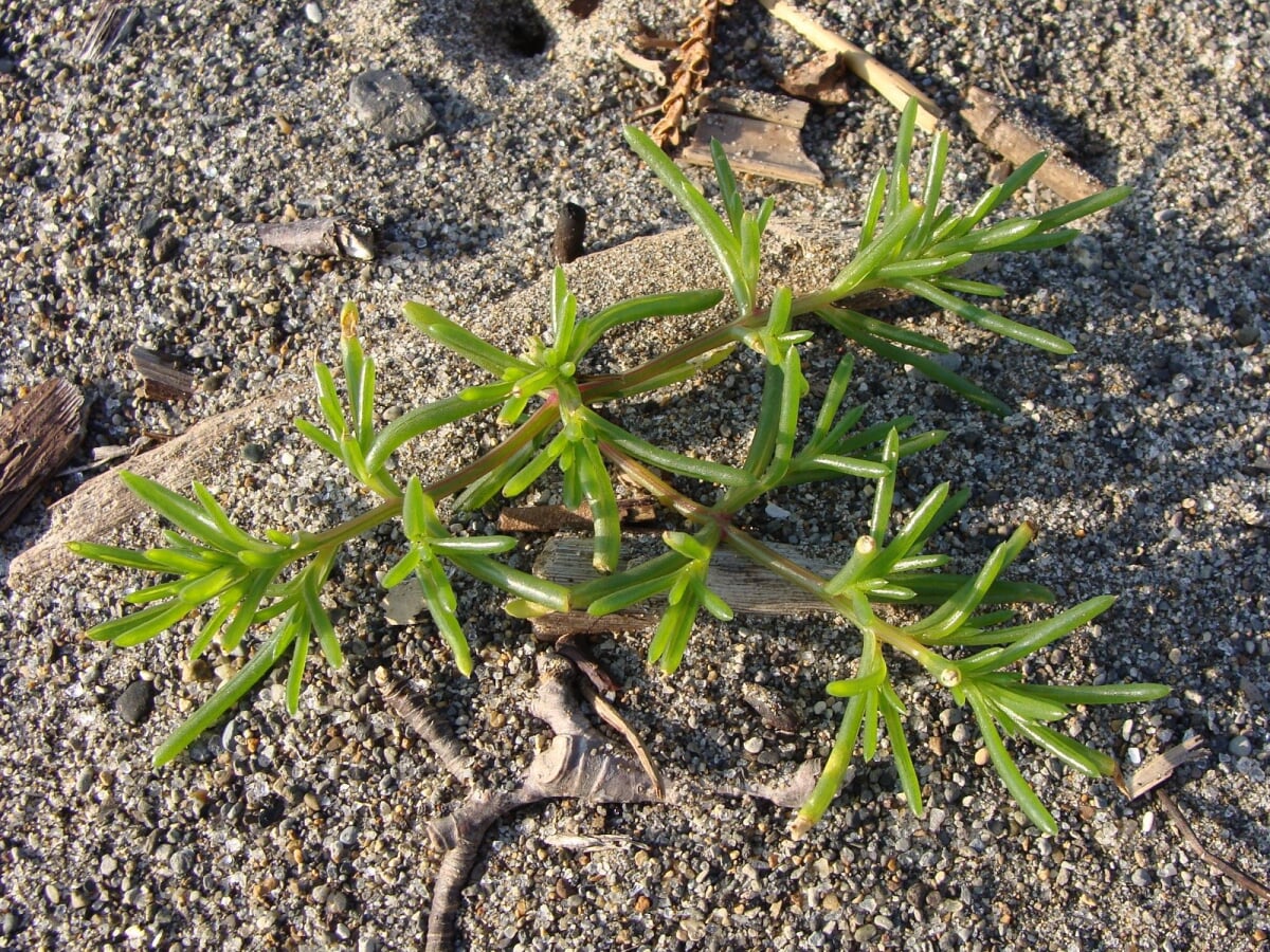 合浦公園の写真2