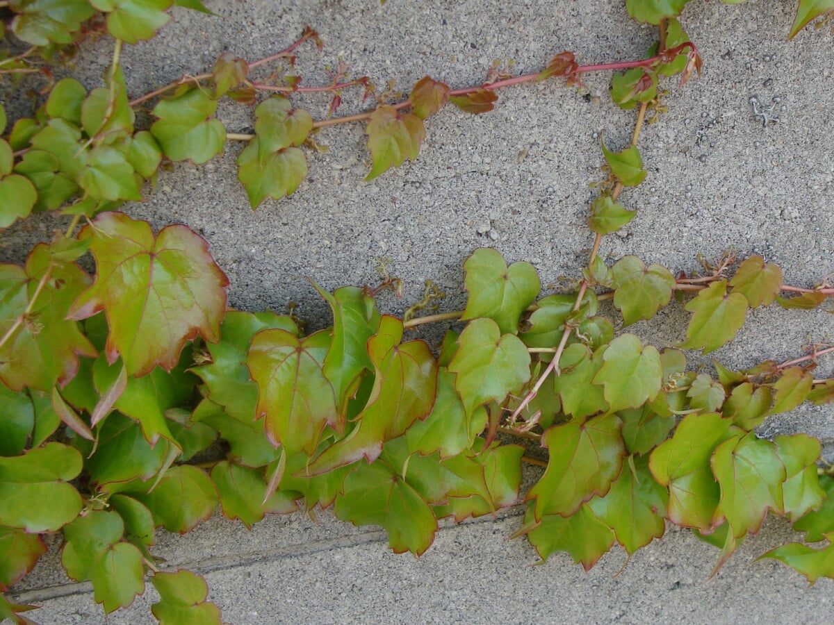 合浦公園の写真4