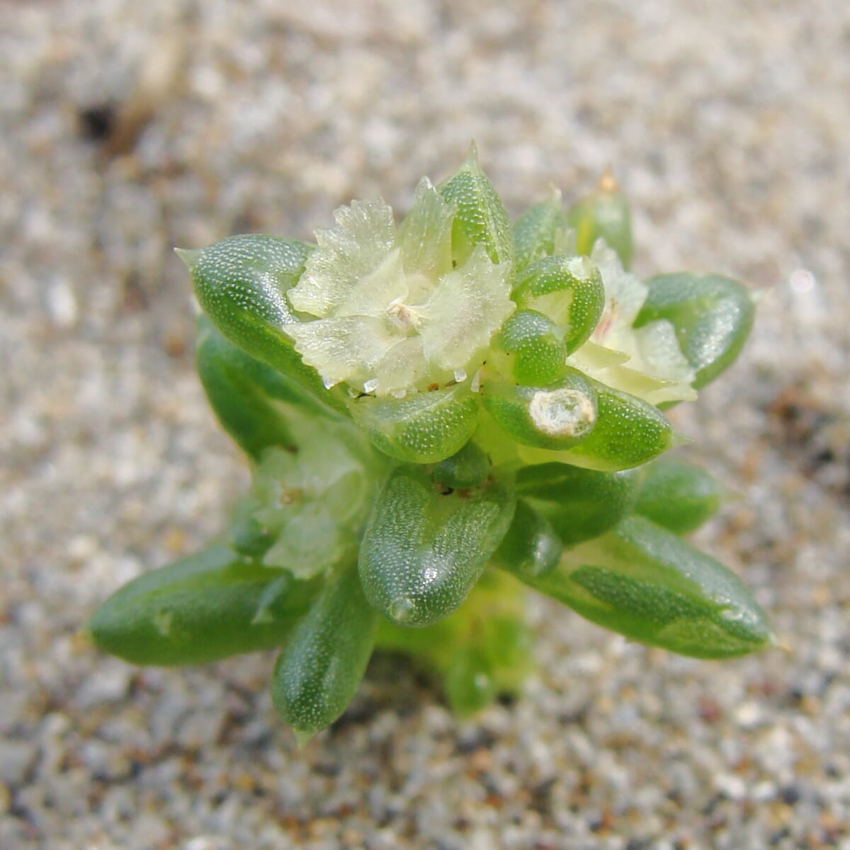 合浦公園の写真7