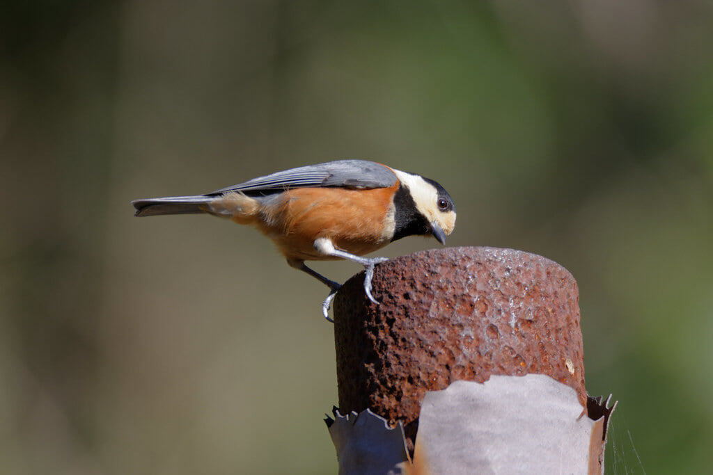 富岡総合公園の写真5