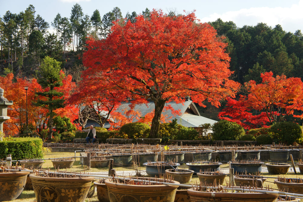 三室戸寺の写真18