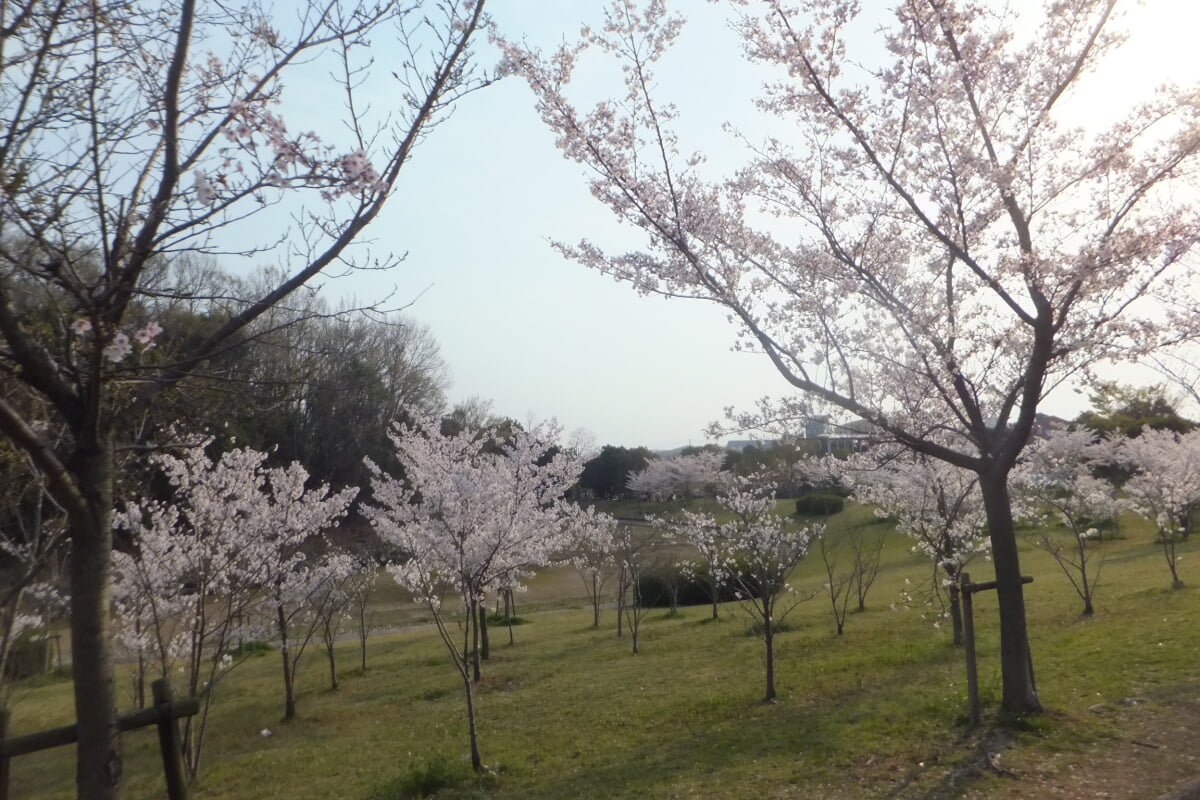 西神中央公園の写真9