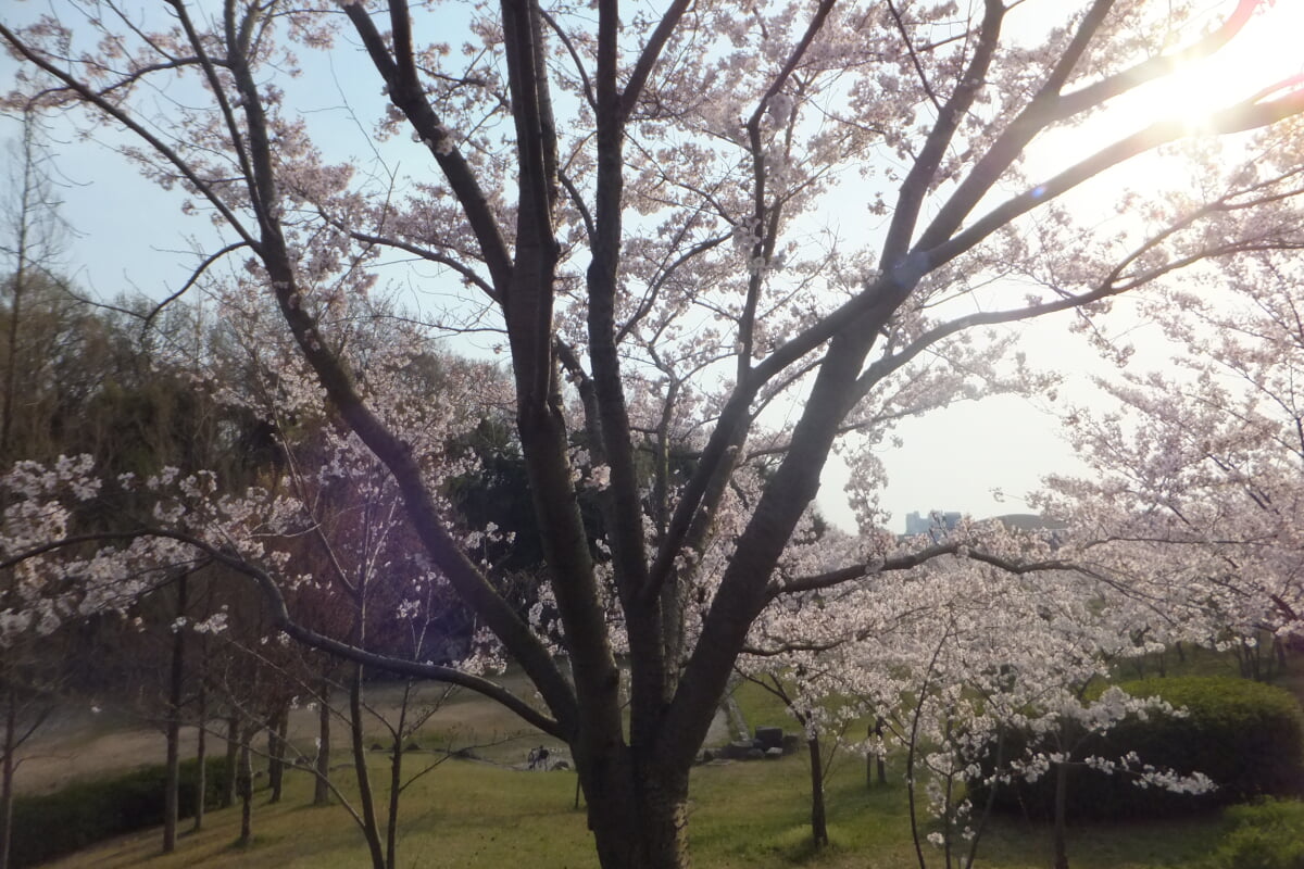 西神中央公園の写真12