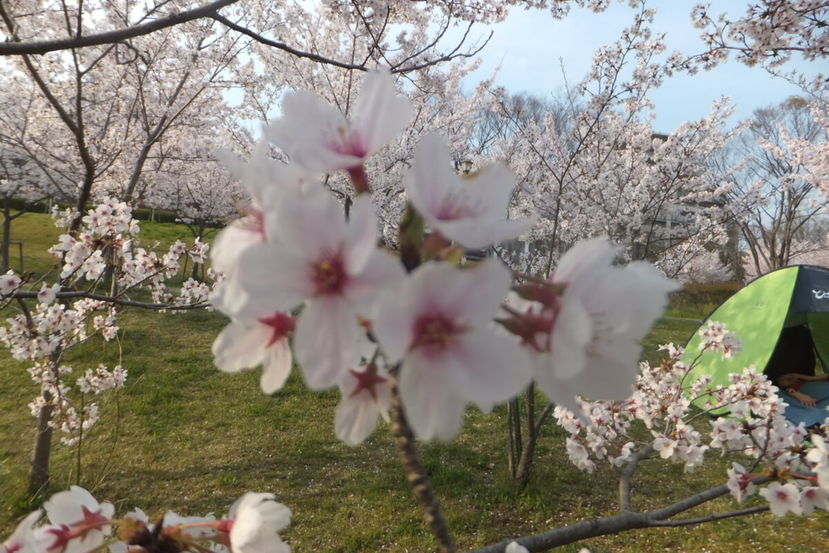 西神中央公園の写真14