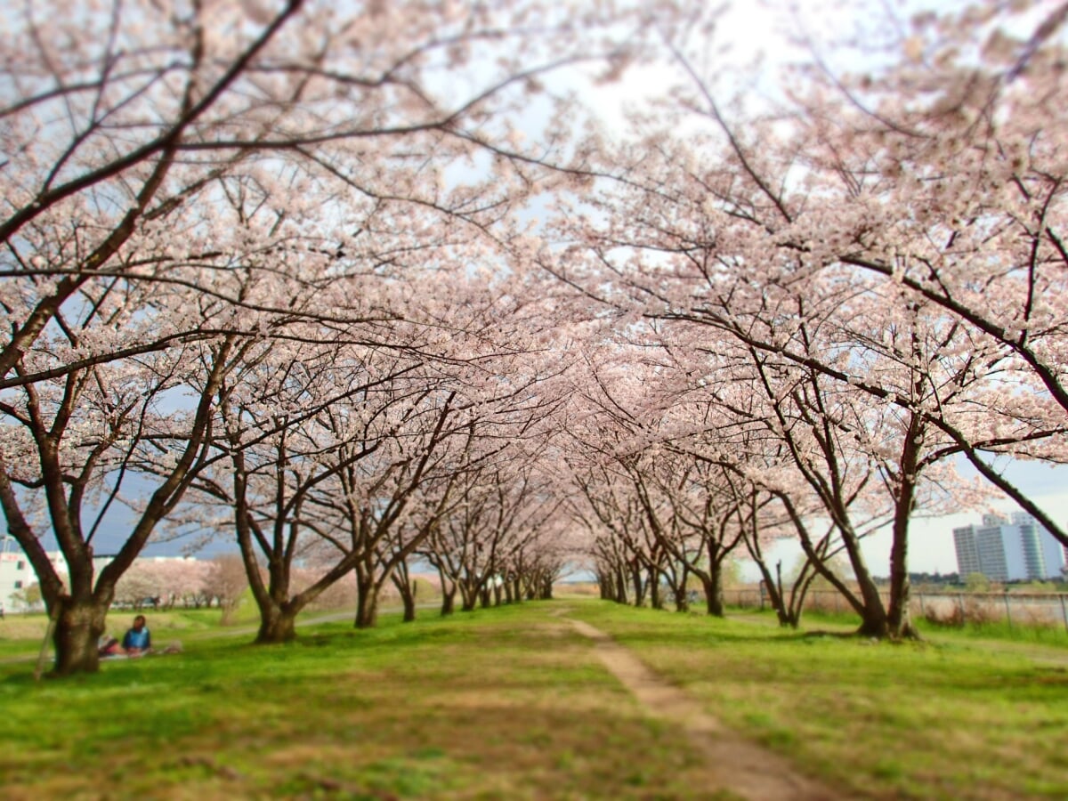武庫川河川敷緑地の写真1