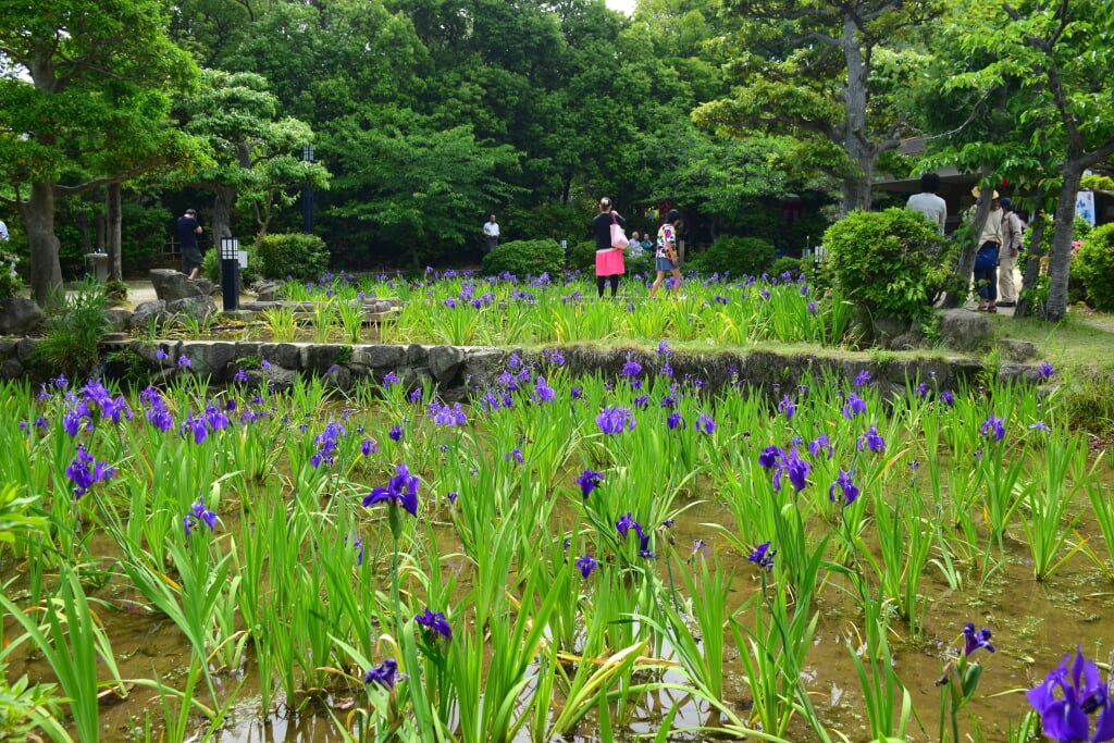 八橋かきつばた園の写真1