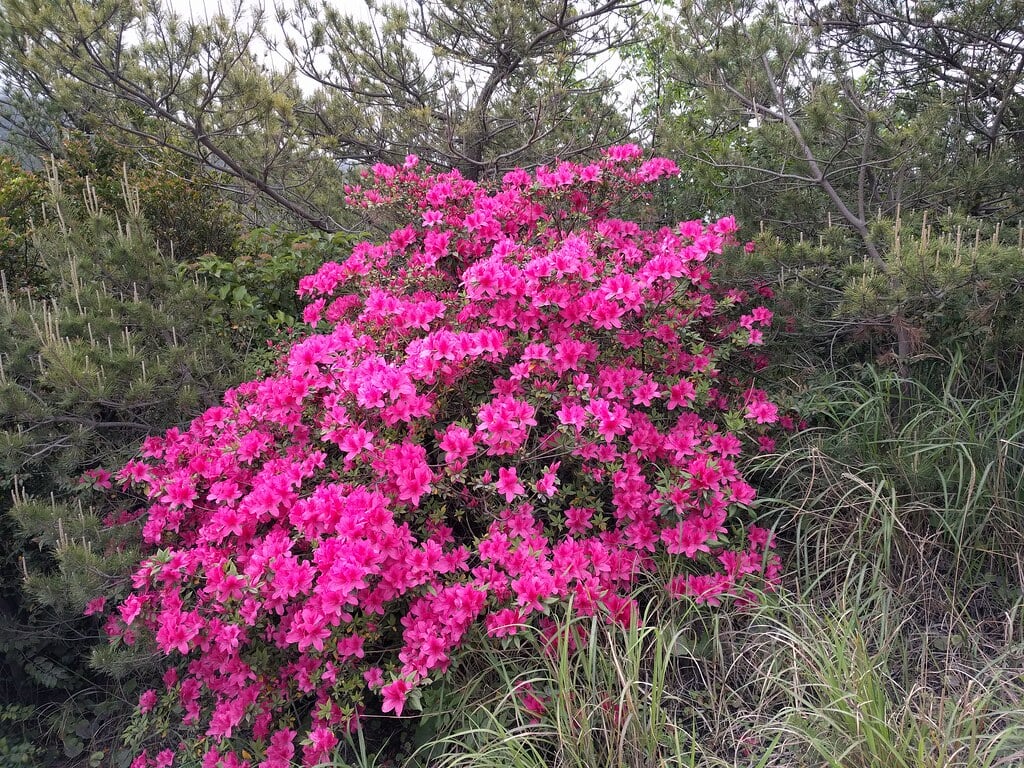 湯之平展望所の写真11