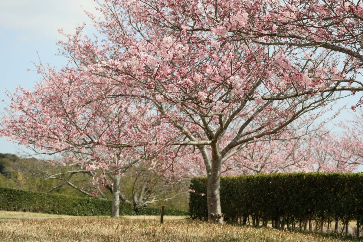 横須賀城跡の写真3