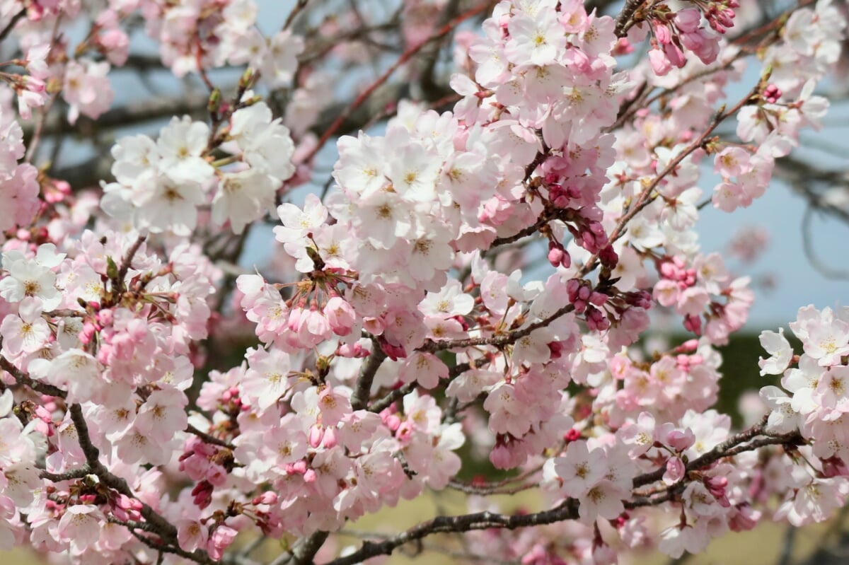 横須賀城跡の写真9