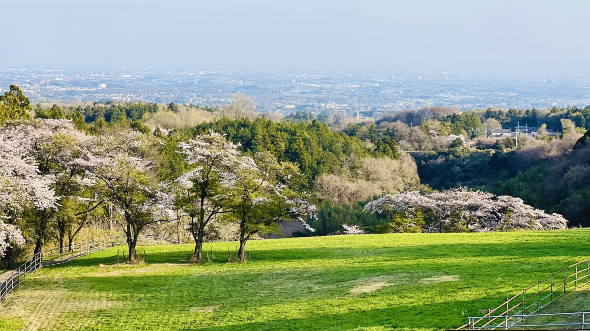 道の駅 ぐりーんふらわー牧場・大胡の写真2