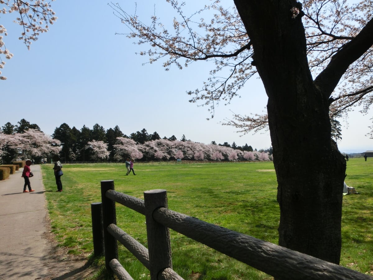 道の駅 ぐりーんふらわー牧場・大胡の写真3