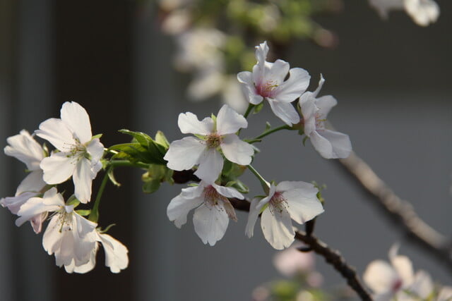 神奈川県立大船フラワーセンターの写真2