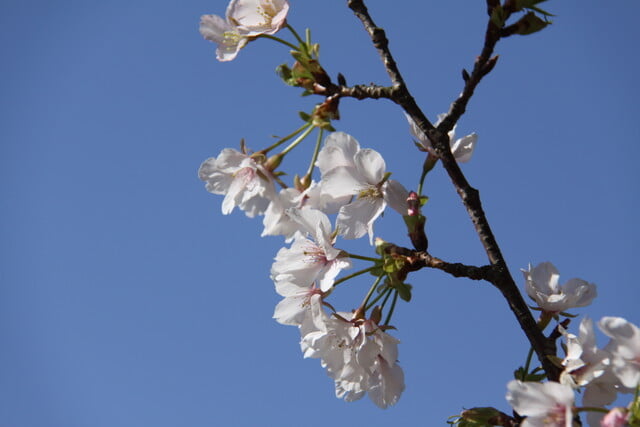 神奈川県立大船フラワーセンターの写真3