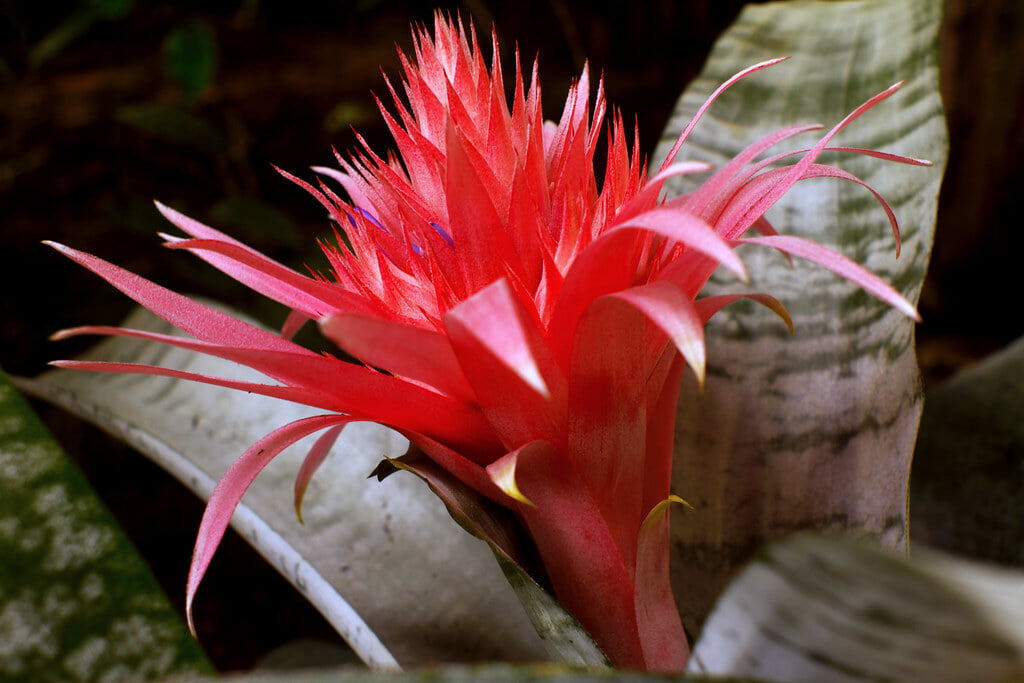 渋谷区ふれあい植物センターの写真3