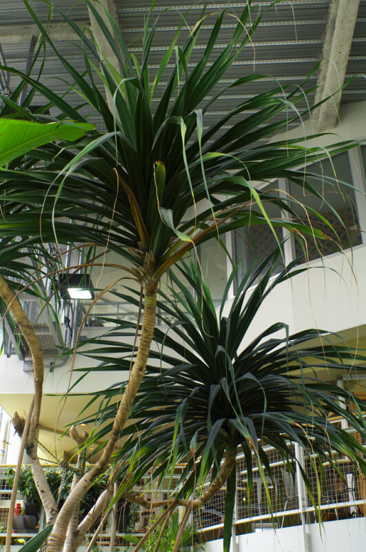 渋谷区ふれあい植物センターの写真7