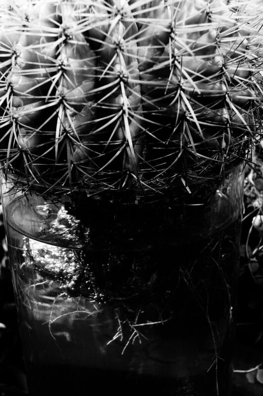 渋谷区ふれあい植物センターの写真8