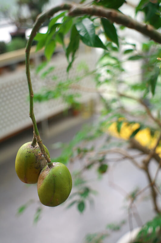 渋谷区ふれあい植物センターの写真9