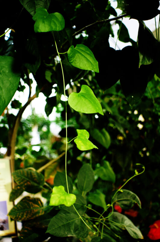 渋谷区ふれあい植物センターの写真10