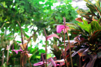 渋谷区ふれあい植物センター