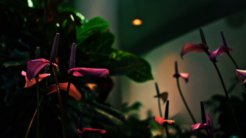 渋谷区ふれあい植物センターの写真12