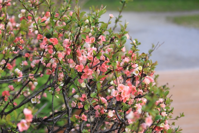 東京都立東京港野鳥公園の写真2