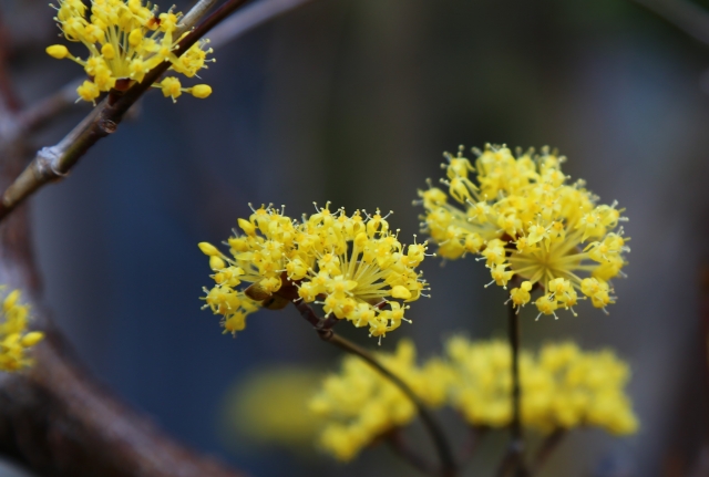 東京都立東京港野鳥公園の写真3
