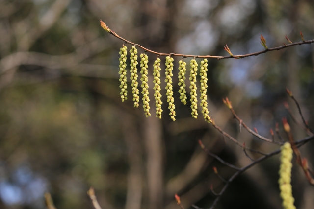 東京都立東京港野鳥公園の写真4