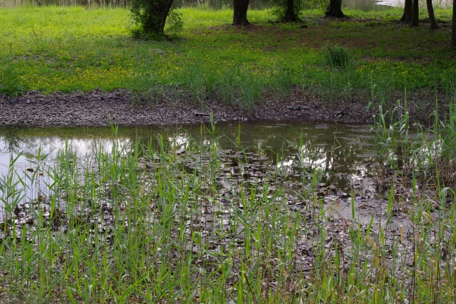 東京都立東京港野鳥公園の写真6