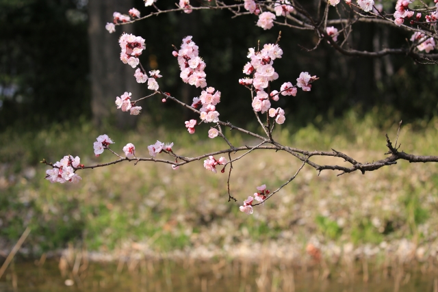 東京都立東京港野鳥公園の写真9