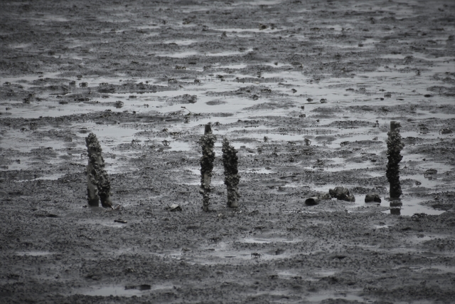 東京都立東京港野鳥公園の写真10