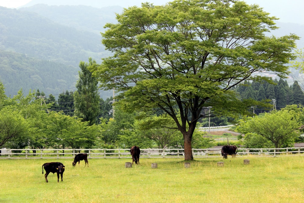 兵庫県立 但馬牧場公園の写真6
