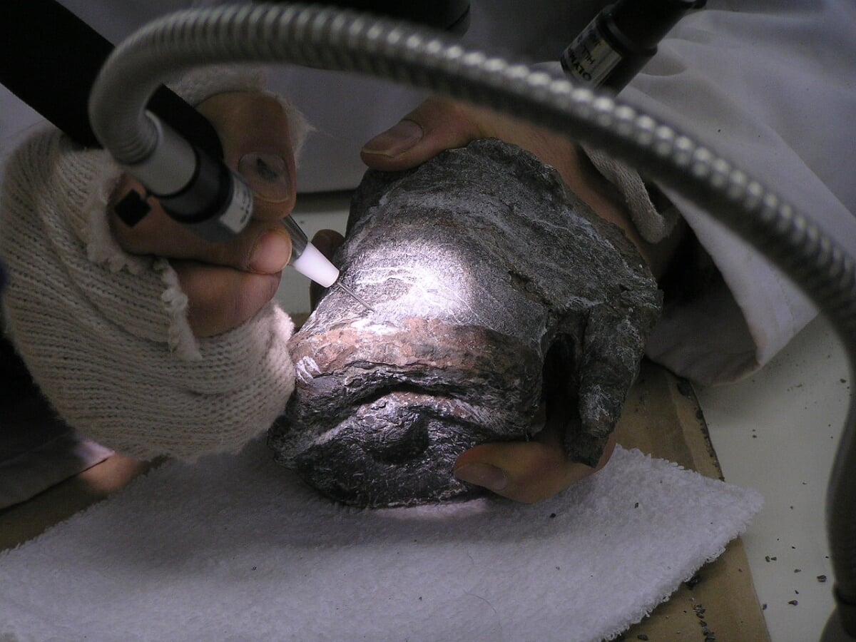 丹波竜化石工房 ちーたんの館の写真4