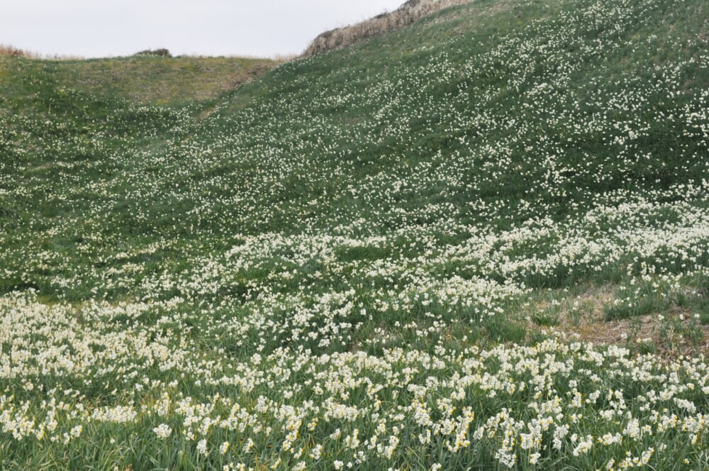 爪木崎の写真10