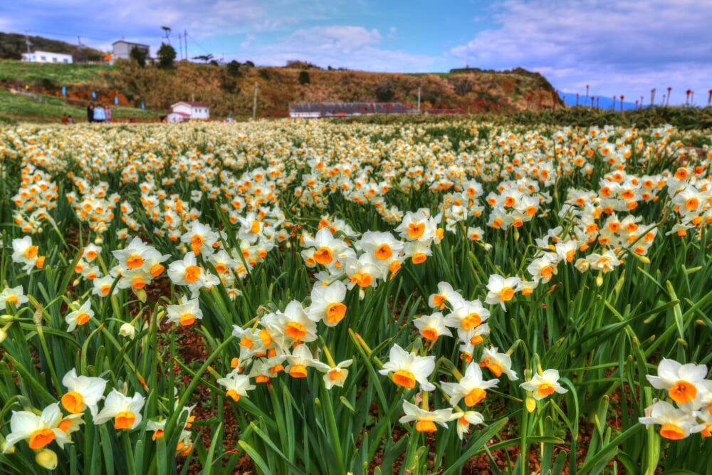 爪木崎の写真14