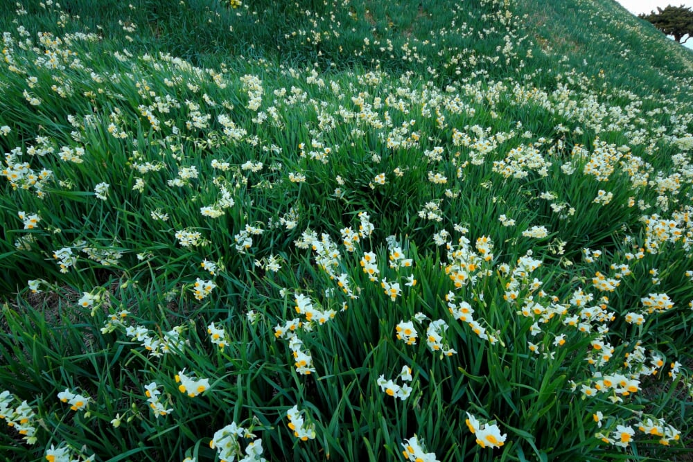 爪木崎の写真17