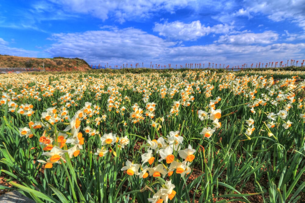 爪木崎の写真18