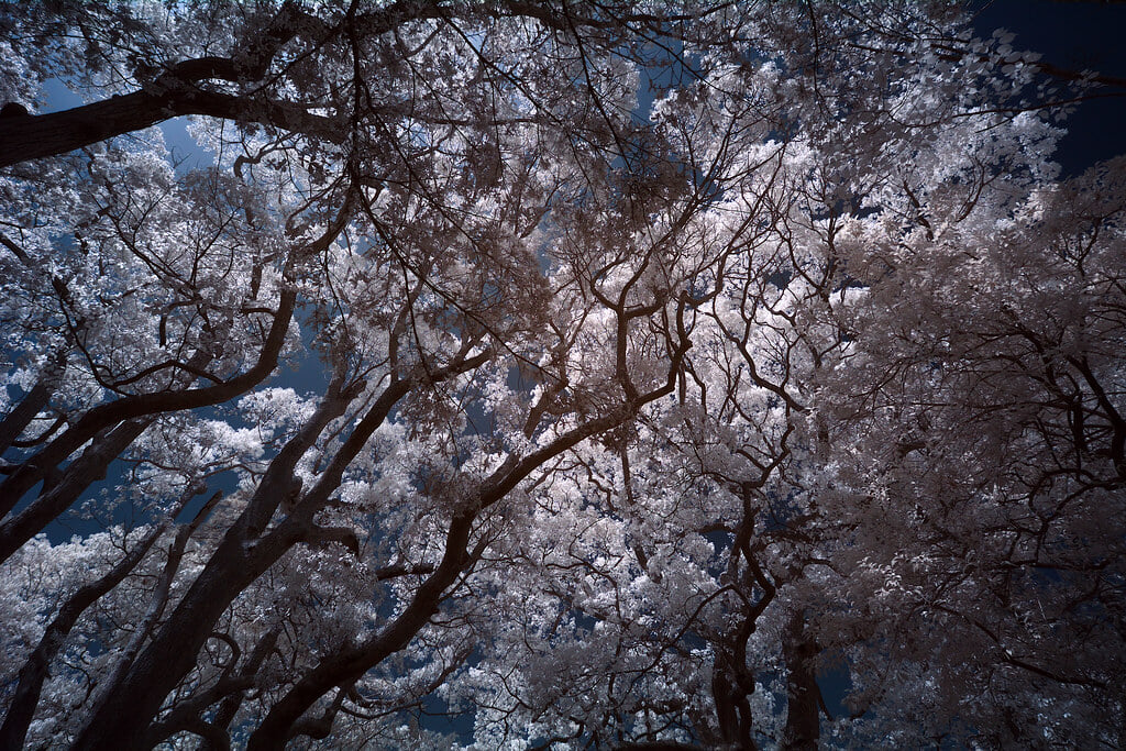 明石公園の写真5