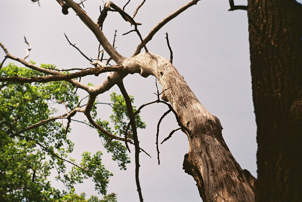 小石川植物園の写真3